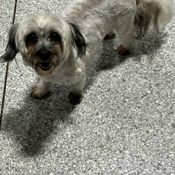 Havanese Dogs Available for Adoption in Antwerp, Ohio - Dixie 11 Lbs | PetCurious