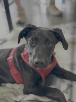 Labrador Retriever Dogs Available for Adoption in Knoxville, Tennessee - Dorothy | PetCurious