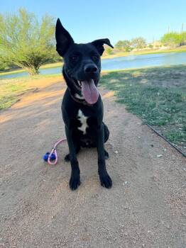 Ash -  Labrador Retriever Dog for Adoption in San Antonio, Texas - Ash | PetCurious