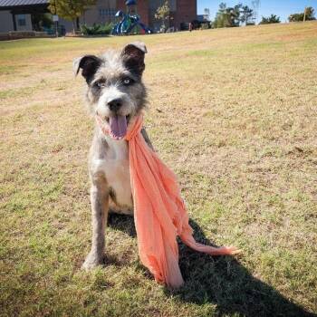 Quizlet -  Mixed Breed Dog for Adoption in Norman, Oklahoma - Quizlet | PetCurious