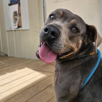 Babbs -  Staffordshire Bull Terrier and American Staffordshire Terrier Dog for Adoption in Willis, Texas - Babbs | PetCurious