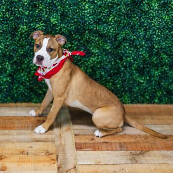 Katie -  Pit Bull Terrier Dog for Adoption in East St. Louis, Illinois - Katie | PetCurious