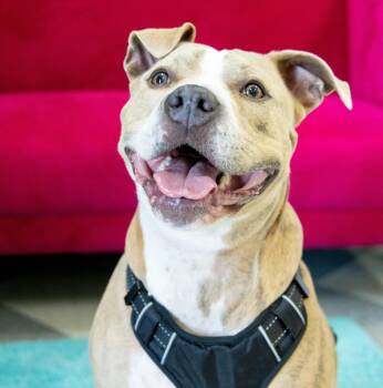 Nala - AVAILABLE -  Pit Bull Terrier Dog for Adoption in Seattle, Washington - Nala - AVAILABLE | PetCurious