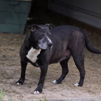 Pit Bull Terrier Dogs Available for Adoption in Wiggins, Mississippi - Brandi | PetCurious