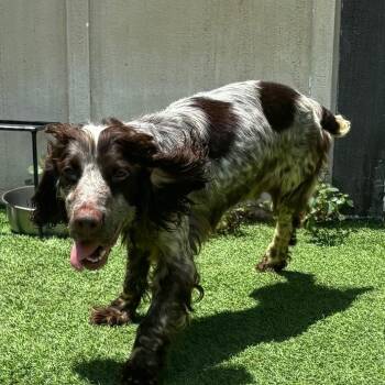 Rouge 9226 -  English Cocker Spaniel Dog for Adoption in Loxahatchee Groves, Florida - Rouge 9226 | PetCurious