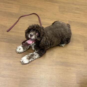 Coconut -  Cocker Spaniel and Mixed Breed Dog for Adoption in Beaumont, Texas - Coconut | PetCurious