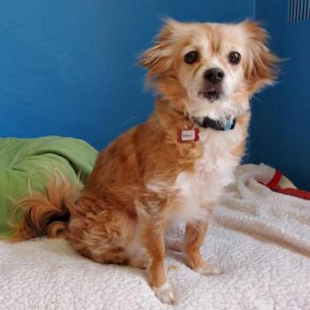 Chihuahua and Pomeranian Dogs Available for Adoption in San Francisco, California - Nalani 10575 | PetCurious