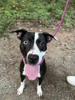LOLA -  Mixed Breed Dog for Adoption in Charlotte, North Carolina - LOLA | PetCurious