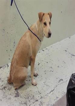 A2079713 -  Labrador Retriever Dog for Adoption in Houston, Texas - A2079713 | PetCurious
