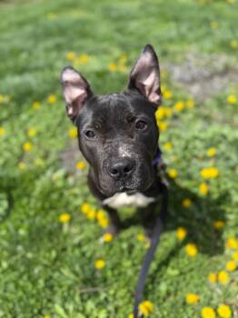 Zelda -  Mixed Breed Dog for Adoption in Hyde Park, New York - Zelda | PetCurious