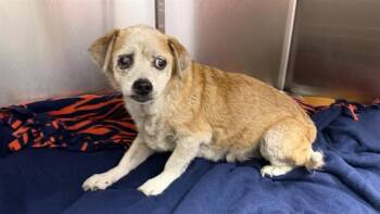 ELMER -  Mixed Breed Dog for Adoption in Jacksonville, Florida - ELMER | PetCurious