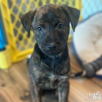 Labrador Retriever Dogs Available for Adoption - Trixie | PetCurious