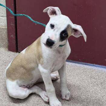 Dixy -  Pit Bull Terrier and Mixed Breed Dog for Adoption in Ardmore, Oklahoma - Dixy | PetCurious