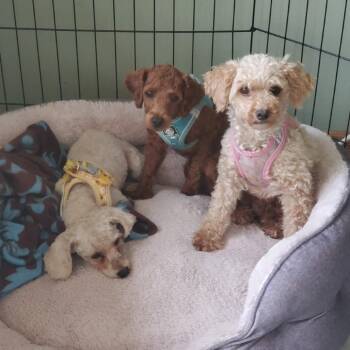 Gertie -  Miniature Poodle Dog for Adoption in Rochester, Minnesota - Gertie | PetCurious