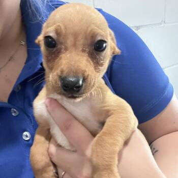 Chihuahua and Mixed Breed Dogs Available for Adoption in Richmond Hill, Georgia - Butch | PetCurious