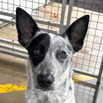 Rescue Australian Cattle Dog Blue Heeler and Cattle Dog Dogs for Adoption in Chino Hills, California - Raider(C000-695) - City Of Industry Location | PetCurious