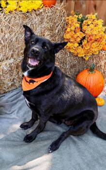 Rescue German Shepherd Dog and Akita Dogs for Adoption in Austintown, Ohio - Cleo | PetCurious