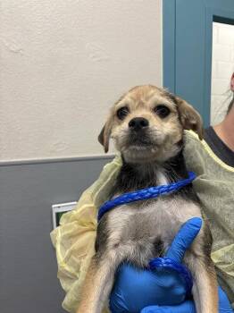 TWO-TONE -  Terrier Dog for Adoption in Las Vegas, Nevada - TWO-TONE | PetCurious
