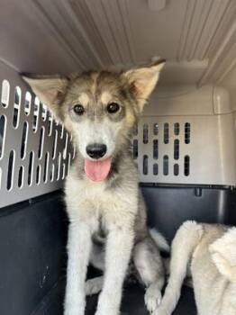 Fifi Flamingo -  Siberian Husky and Mixed Breed Dog for Adoption in Fresno, California - Fifi Flamingo | PetCurious