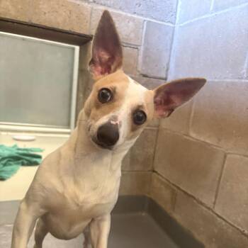 Mr. Mimas -  Chihuahua Dog for Adoption in Enfield, New Hampshire - Mr. Mimas | PetCurious