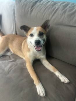 Rescue Australian Kelpie Dogs for Adoption in Youngsville, North Carolina - Lex | PetCurious