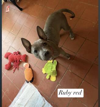 Ruby -  Pit Bull Terrier Dog for Adoption in Semmes, Alabama - Ruby | PetCurious
