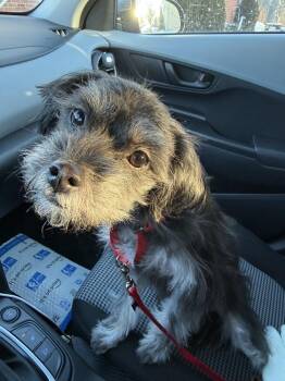 Schnauzer Dogs Available for Adoption - Fluffy | PetCurious