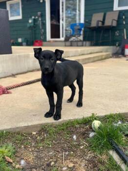 Mixed Breed Dogs Available for Adoption in Sun Prairie, Wisconsin - Juicy Jessica | PetCurious