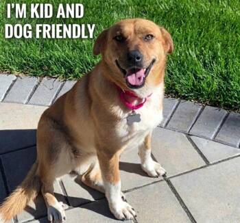 Black Mouth Cur and Golden Retriever Dogs Available for Adoption in Roswell, Georgia - Honey Boo | PetCurious