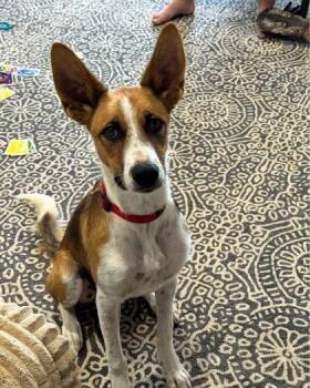 Theo -  Border Collie and Mixed Breed Dog for Adoption in Fort Worth, Texas - Theo | PetCurious