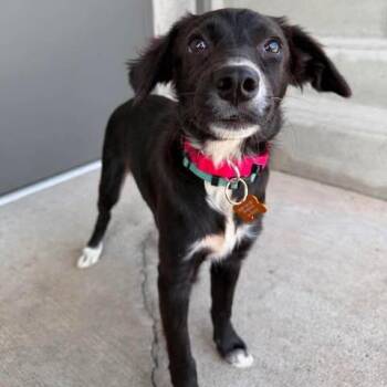 Shanika -  Mixed Breed Dog for Adoption in Bend, Oregon - Shanika | PetCurious