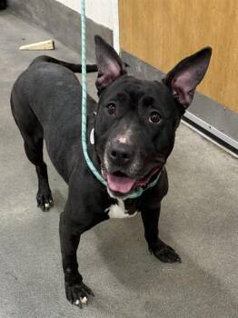 Pit Bull Terrier Dogs Available for Adoption - TATIANA | PetCurious