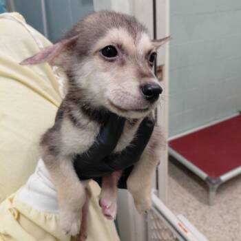 STONE 7436 -  Husky and Mixed Breed Dog for Adoption in Loxahatchee Groves, Florida - STONE 7436 | PetCurious