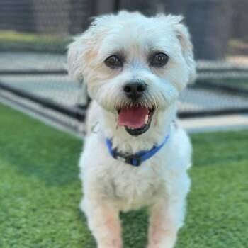 Marley A2053149 -  Mixed Breed Dog for Adoption in Los Angeles, California - Marley A2053149 | PetCurious
