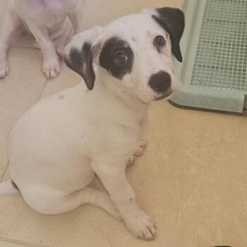 Dottie Delight -  Jack Russell Terrier Dog for Adoption in Andover, Massachusetts - Dottie Delight | PetCurious