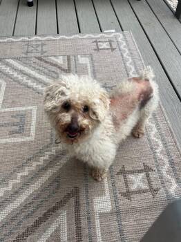 Miniature Poodle Dogs Available for Adoption in Severance, Colorado - Via | PetCurious