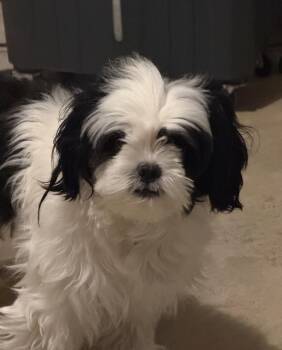 Shih Tzu Dogs Available for Adoption - Luke | PetCurious