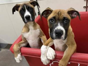 Ferb -  Boxer and Mixed Breed Dog for Adoption in Bellevue, Washington - Ferb | PetCurious