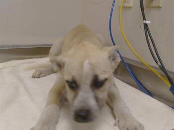 SHELBY -  German Shepherd Dog and Mixed Breed Dog for Adoption in Sacramento, California - SHELBY | PetCurious