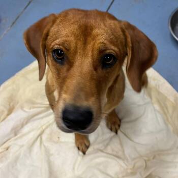 Dottie -  Mixed Breed Dog for Adoption in Gadsden, Alabama - Dottie | PetCurious