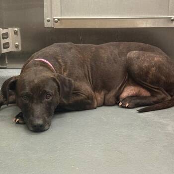 Mixed Breed Dogs Available for Adoption in Memphis, Tennessee - Minnie | PetCurious