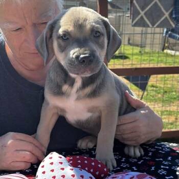 American Staffordshire Terrier Dogs Available for Adoption - Slim | PetCurious