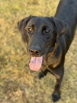 Lady -  Labrador Retriever Dog for Adoption in Morton Grove, Illinois - Lady | PetCurious