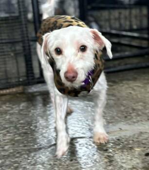 Yorkshire Terrier and Maltese Dogs Available for Adoption - Daryl | PetCurious