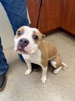 American Staffordshire Terrier Dogs Available for Adoption - NOELLE | PetCurious