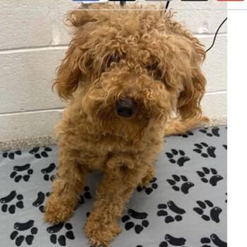 Tauriel -  Poodle and Mixed Breed Dog for Adoption in Arlington, Virginia - Tauriel | PetCurious