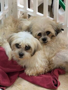 Rescue Shih Tzu Dogs for Adoption in Caldwell, New Jersey - Thelma & Louise | PetCurious