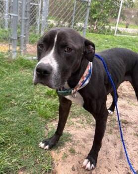 Staffordshire Bull Terrier and Mixed Breed Dogs Available for Adoption - DONATELLO | PetCurious