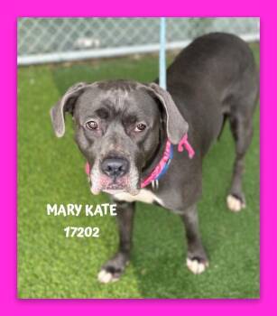 Pit Bull Terrier and Mixed Breed Dogs Available for Adoption - MARY KATE | PetCurious