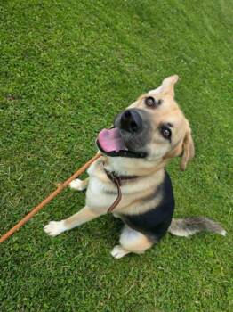 Marley -  German Shepherd Dog and Husky Dog for Adoption in Sprakers, New York - Marley | PetCurious